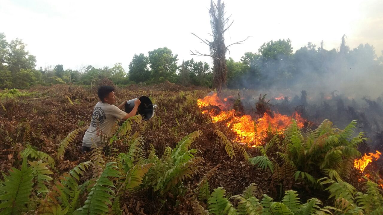 Lahan Lima Hektar di Marpoyan Damai Sengaja Dibakar