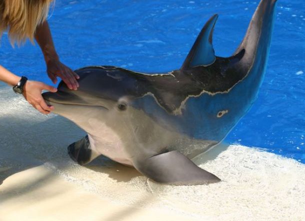 Lumba-lumba Jadi Senjata Andalan Iran, Bisa Ledakkan Kapal