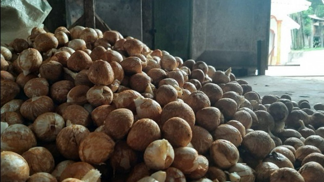 Harga Pinang Kering Masih Stabil, Berikut Harga Komoditi Perkebunan di Riau