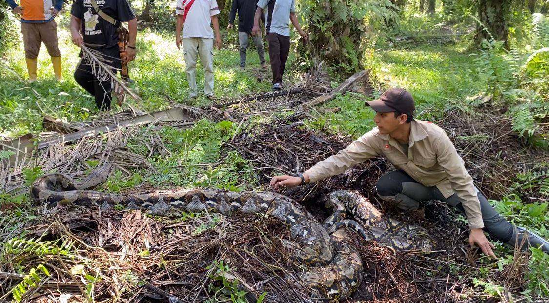 Ular Piton Sepanjang 7 Meter Berhasil Dievakuasi di Kabupaten Pelalawan