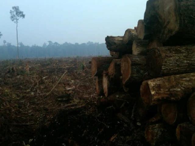 JMGR Tantang Pemerintah Cabut Izin PT RAPP di Pulau Padang