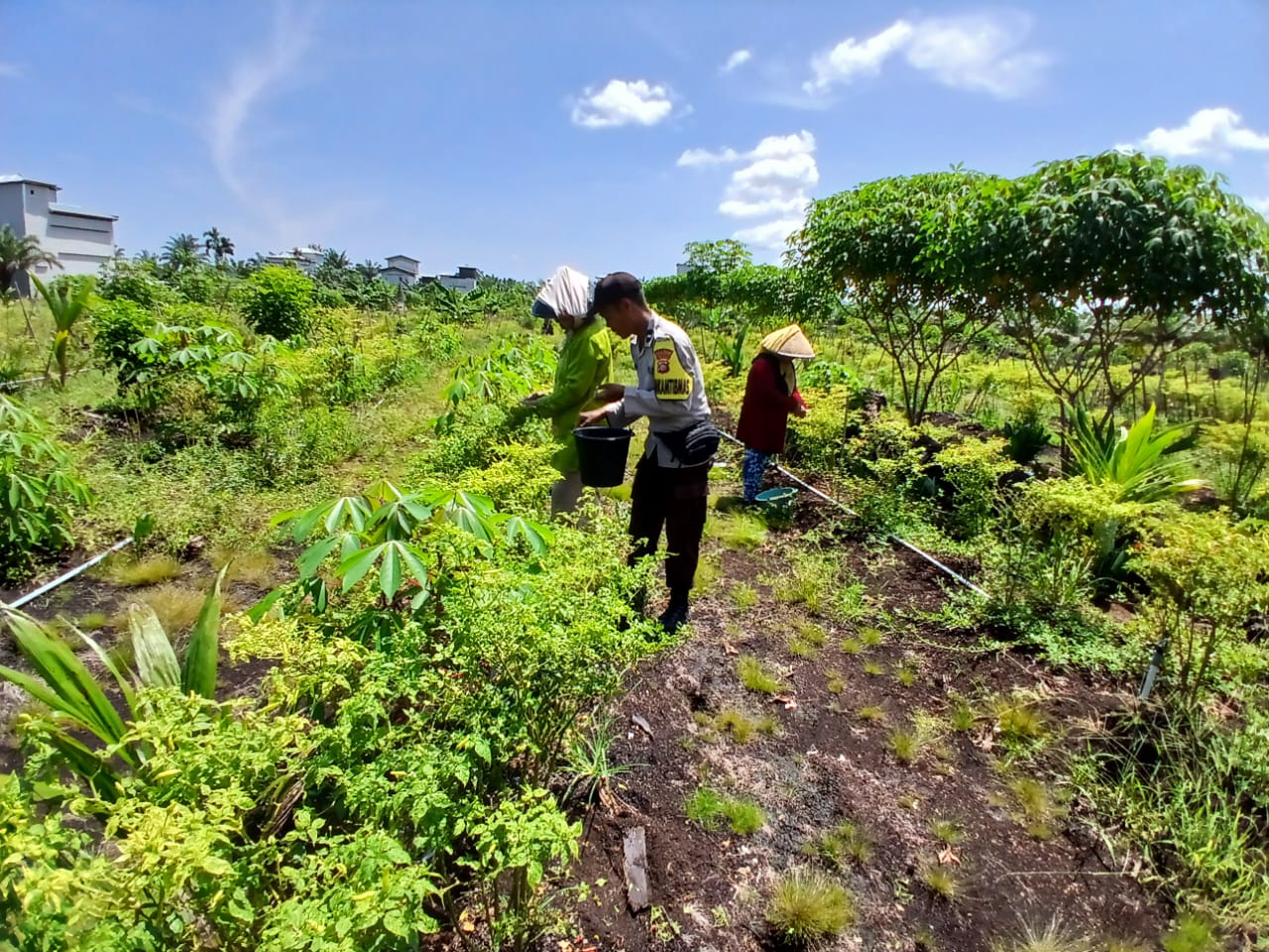 Teluk Meranti Gelar Cooling System dan Sambang Kelompok Tani