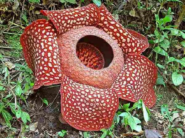 Turis kecewa bunga Rafflesia di Bengkulu dicat pilox pengurus