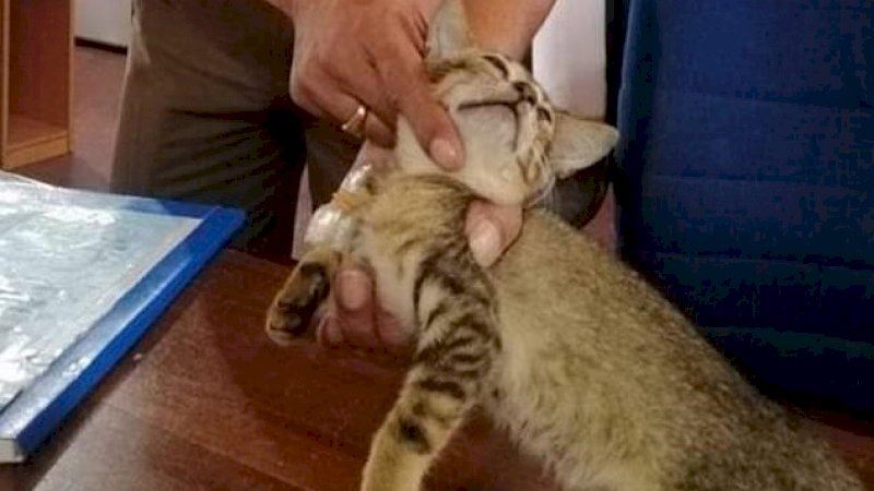 Kucing yang Ditangkap Karena Menyelundupkan Narkoba, Kabur dari Penjara