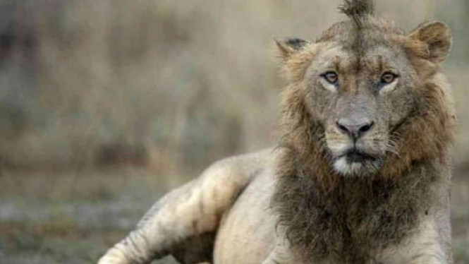 Miliki 'Gaya Rambut' Ala Hipster, Singa Ini Jadi Perhatian