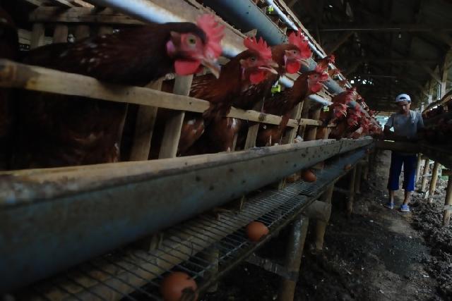Pemerintah Tetapkan Patokan Harga Ayam