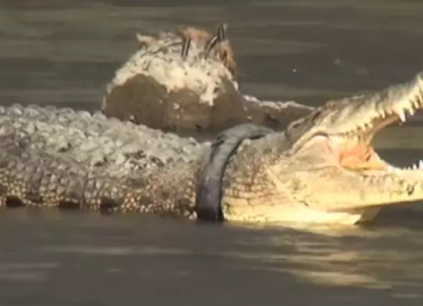 Ada Hadiah Bagi yang Bisa Melepas Ban di Leher Buaya Ini