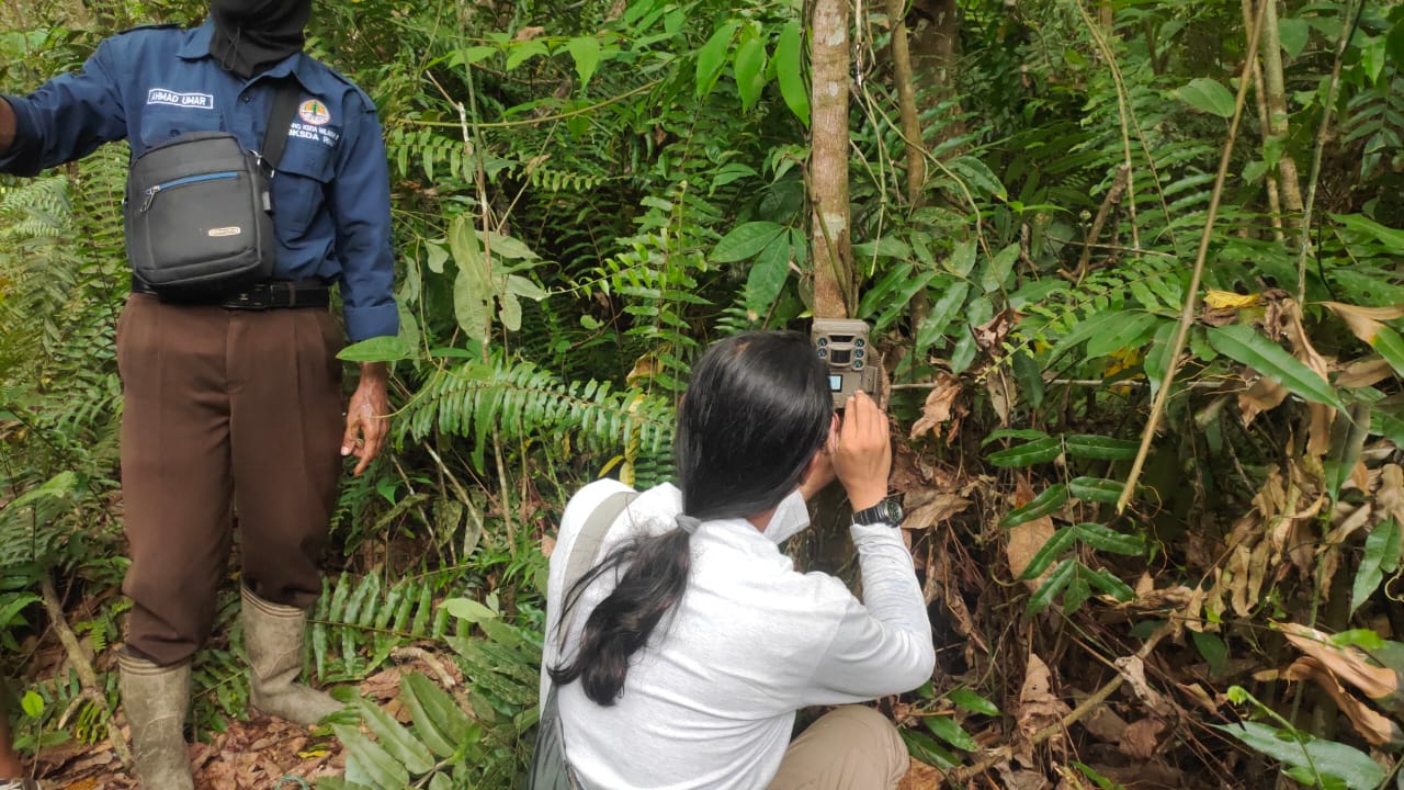 Update Mitigasi di Kampung Rempak Siak, Satwa Harimau Tak Terpantau Mendekati Box Trap