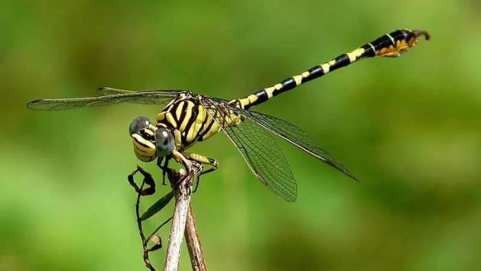 Capung, Penanda bahwa Air di Lingkungan Anda Masih Bersih