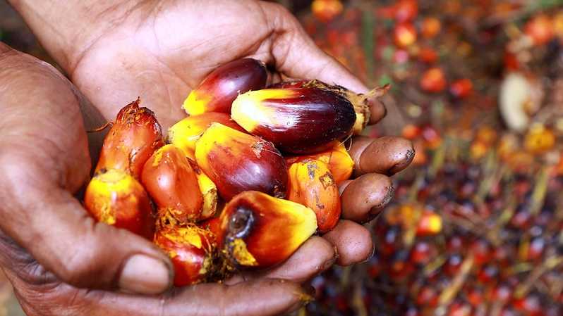 Petani Diminta Berkelompok Agar Tak Terpengaruh Moratorium Ekpsor CPO