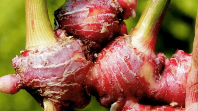 Tingkatkan Gairah Seksual, Simak Khasiat Jahe Merah bagi Pria