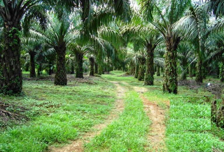 Terkait Eksekusi Lahan, PTPN 5 Berencana Laporkan Pihak yang Jadi Beking LSM Riau Madani ke KPK