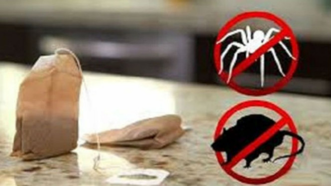 Ternyata, Kantong Teh Celup Bisa Usir Tikus Selamanya