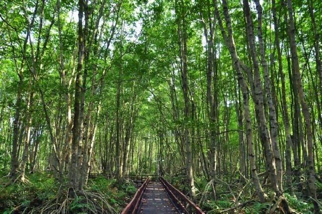 Pulau Cawan punya bakau-bakau terbesar di Riau