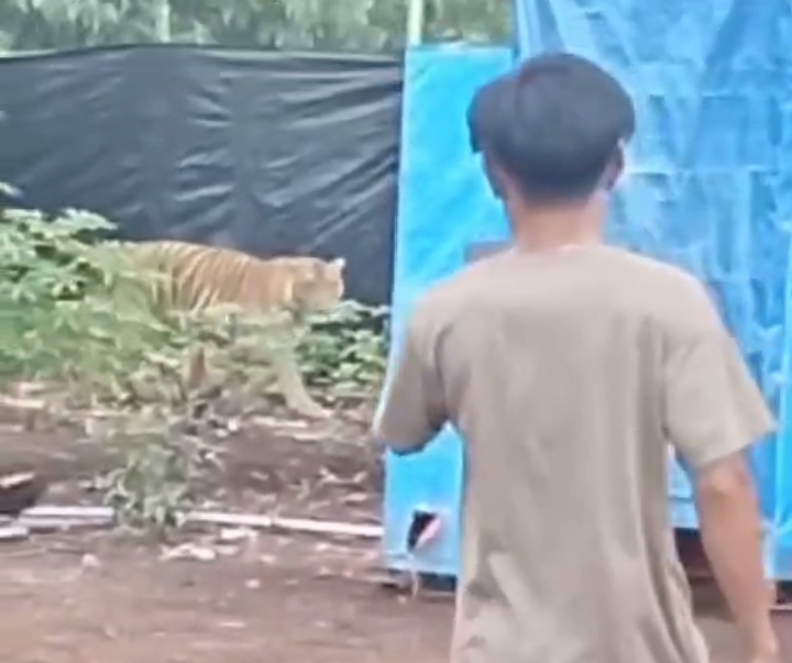 Harimau Sumatera Terlihat di Camp Lapangan  Pelalawan, Ini Respon BBKSDA Riau