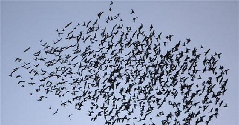 Menakjubkan! Migrasi Hewan Dijelaskan dalam Alquran dan Sains