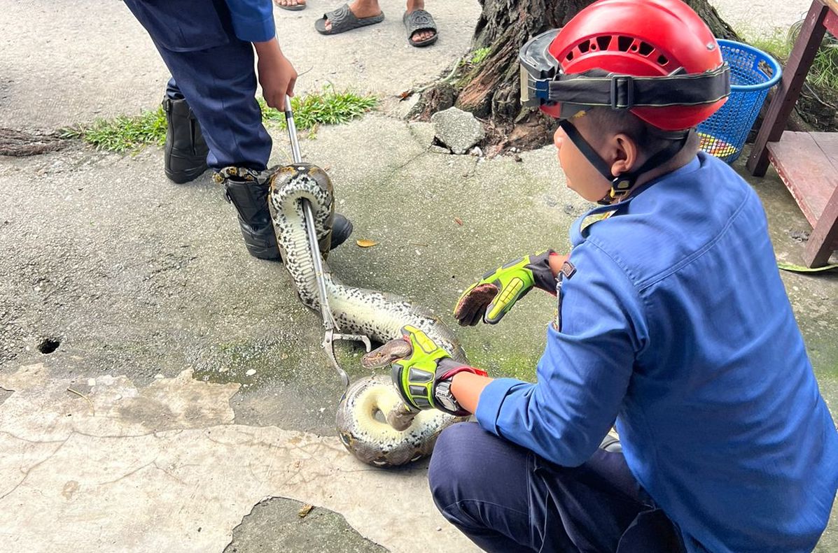 Ular 2 Meter Resahkan Warga Sukajadi Pekanbaru, Damkar Turun Tangan