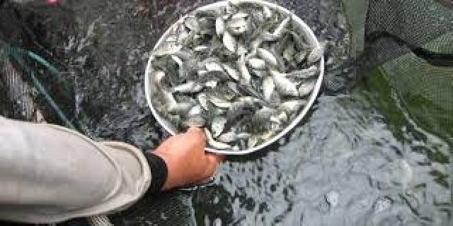 Peduli Lingkungan, PKS Sei Tapung Akan Tabur Benih Ikan