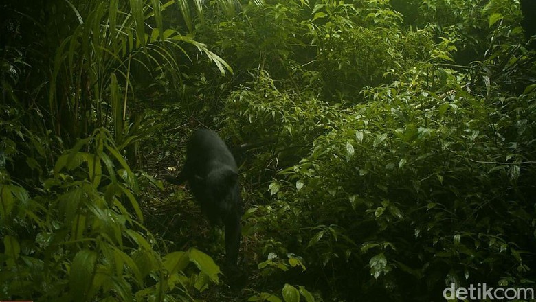 Ini Imbauan Taman Nasional Semeru setelah Black Panther Muncul di Hutan