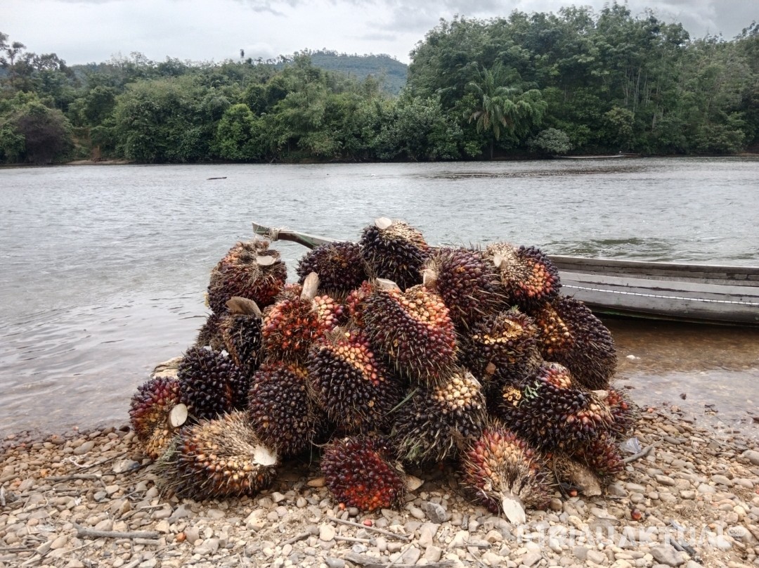Turun, Harga TBS Sawit Pekan Ini Capai Rp2.735 per Kilogram