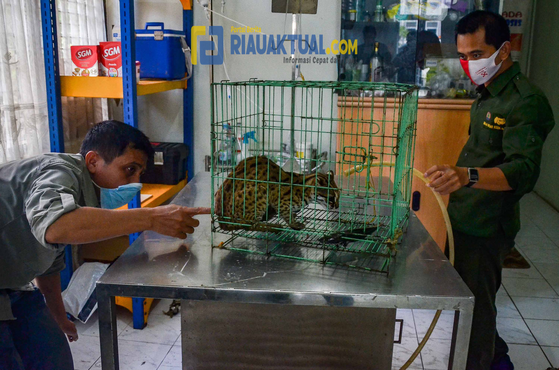 BBKSDA Riau Sita Kucing Hutan dan Musang Dari Salah Satu Tempat Hiburan di Pekanbaru 