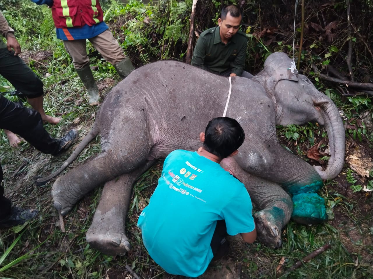 Dunia Konservasi Berduka, Seekor Anak Gajah Sumatera Ditemukan Mati