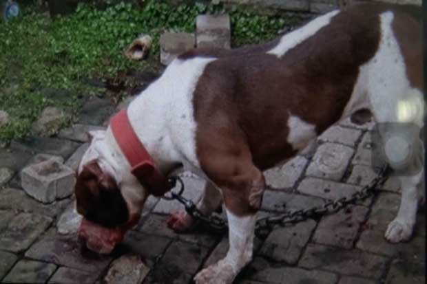 Diserang Dua Anjing Pitbull, Satu Orang Warga Tewas Mengenaskan
