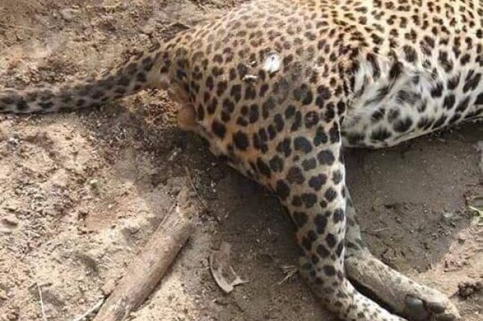 Leopard Titipan Polda Mati, BKSDA Koordinasi ke Krimsus