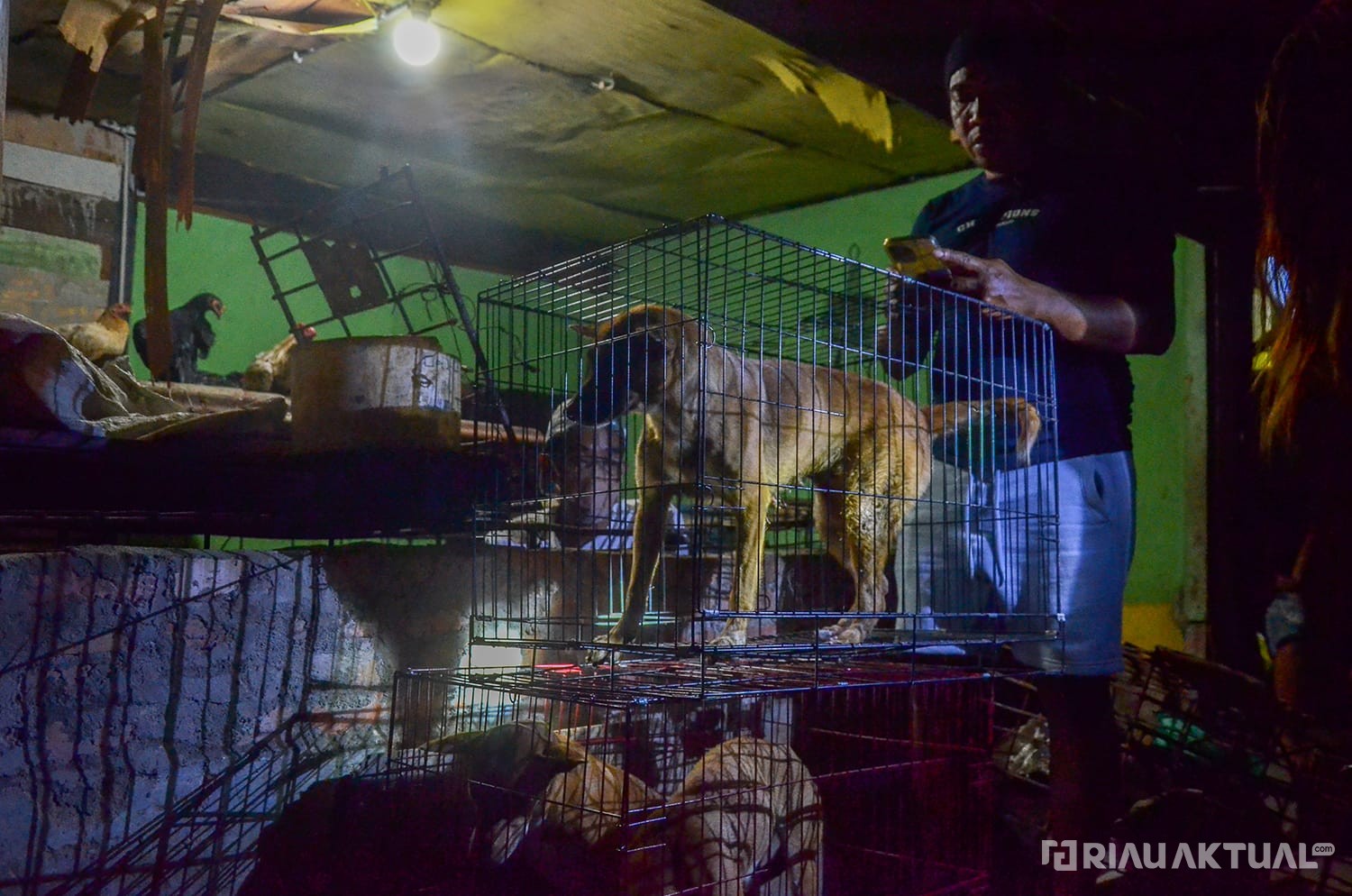 Komunitas Pecinta Satwa Berhasil Evakuasi 6 Ekor Anjing dari Rumah Jagal