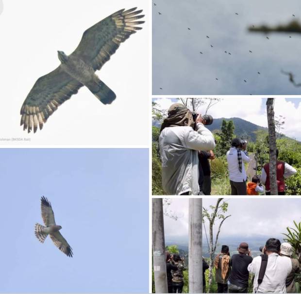 Serem, Ribuan Burung Pemangsa dari Bumi Utara Terbang Melintasi Indonesia