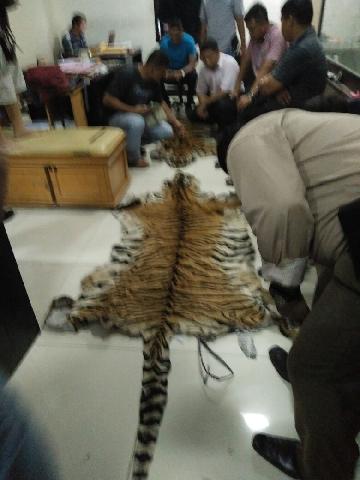 KLHK Sita 2 Kulit Harimau Sumatera, BB Dibawa ke Pekanbaru