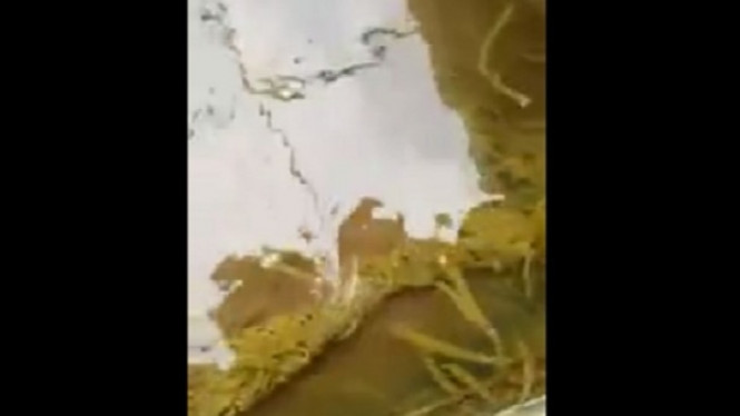 Video Ular Masuk Kolam Langsung Diserang Ribuan Lintah