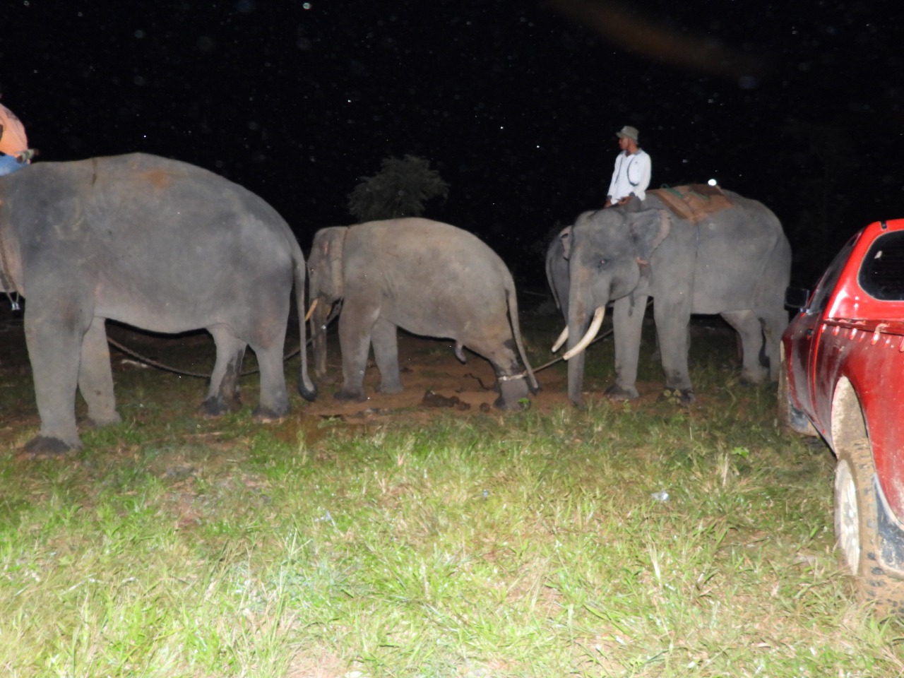 Berikut Kronologis Translokasi Dua Gajah Remaja di Inhu