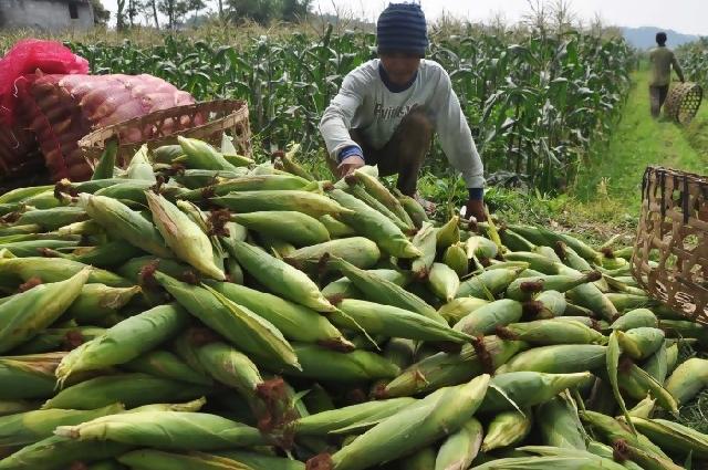 Penjualan benih jagung petani ini meningkat tajam