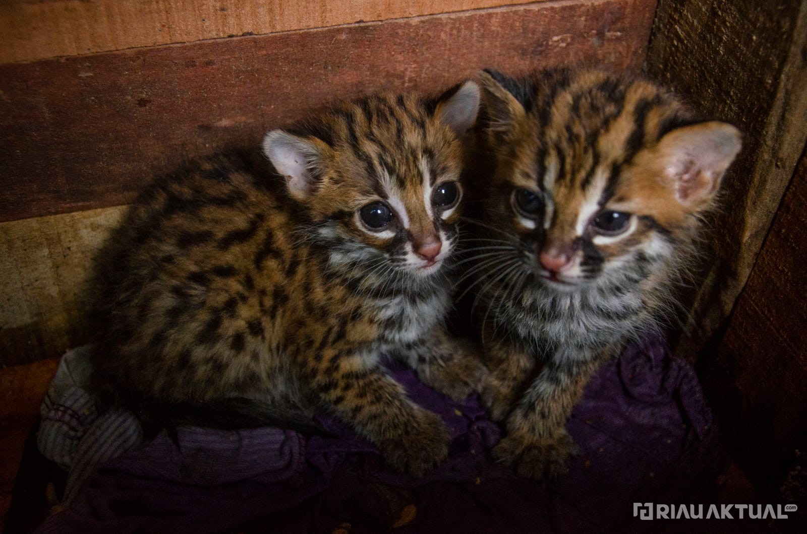 Sepasang Kucing Hutan yang Ditemukan Warga di Siak Diserahkan Ke BBKSDA Riau