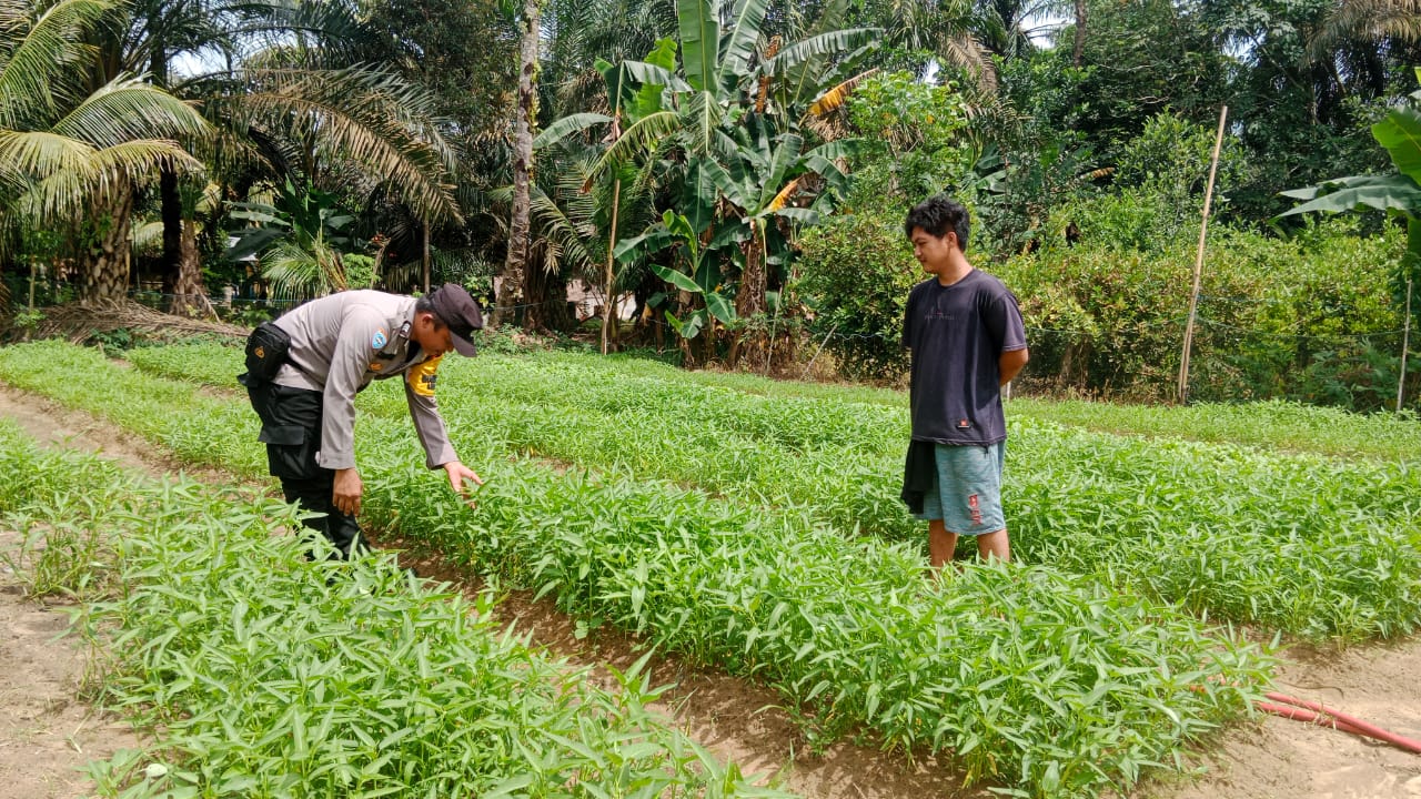 Polsek Bangko Pusako Gelar Pembinaan Ketahanan Pangan