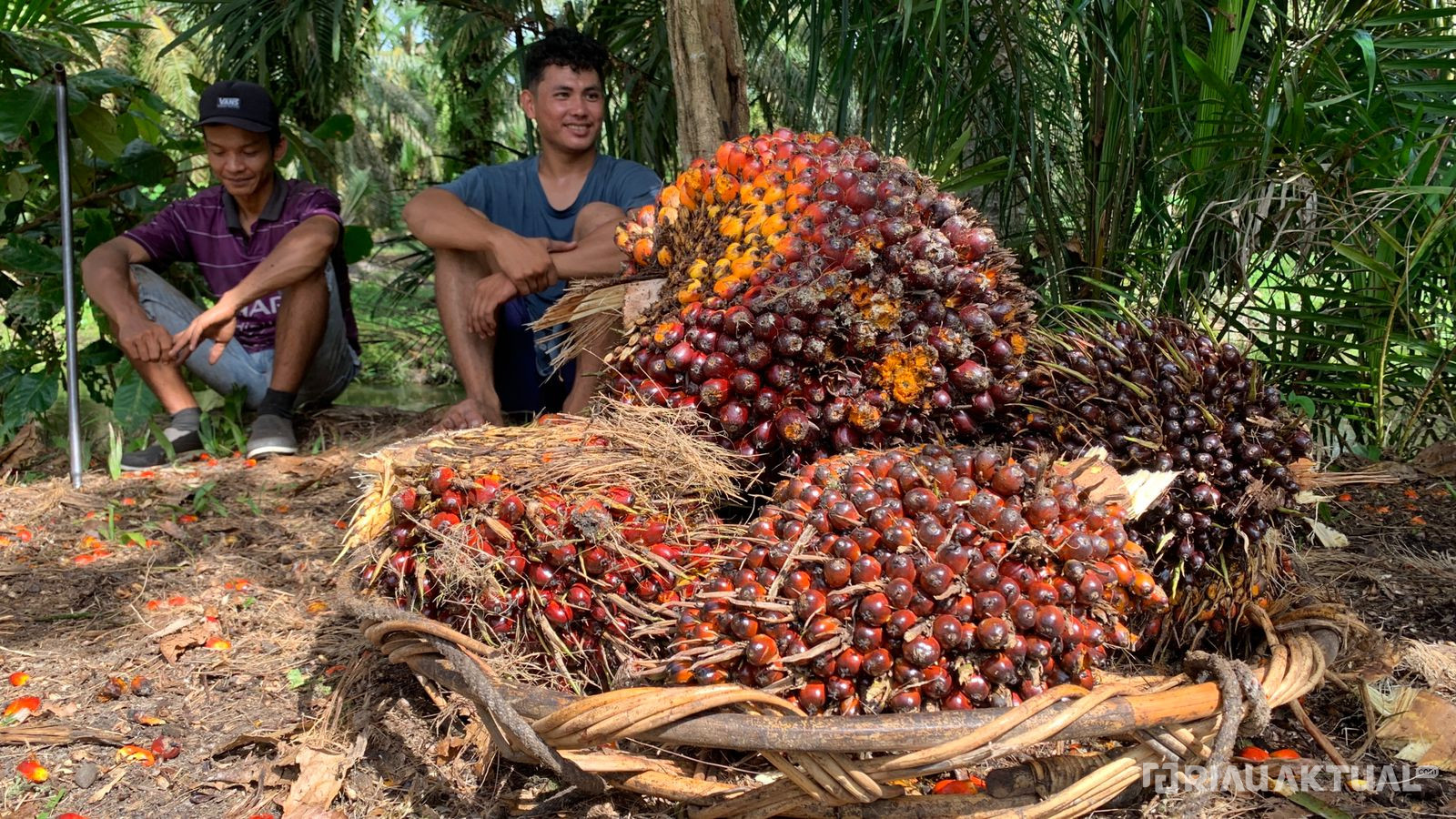 Harga TBS Kelapa Sawit Riau Capai Rp2.446 per Kilogram