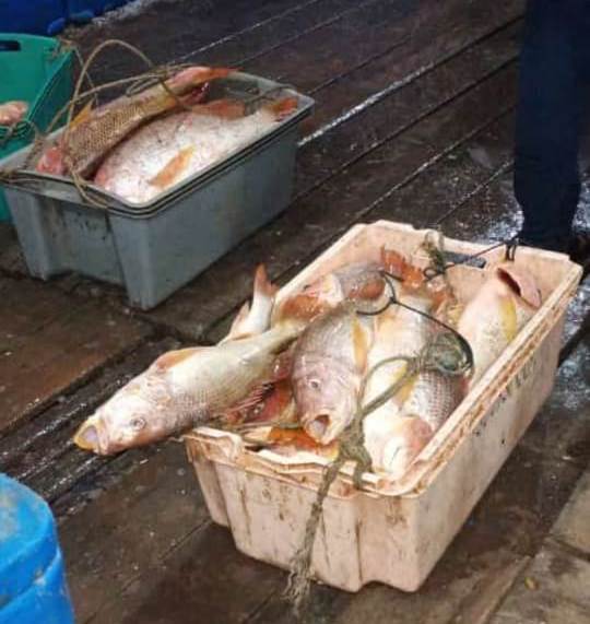 Disdagprin Bengkalis Sidak ke Perusahaan Ekspor Ikan di Rupat Utara  