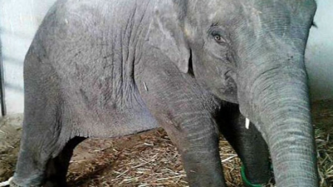 Dirantai dan Meratap, Anak Gajah Dipaksa Hidup Tanpa Induknya
