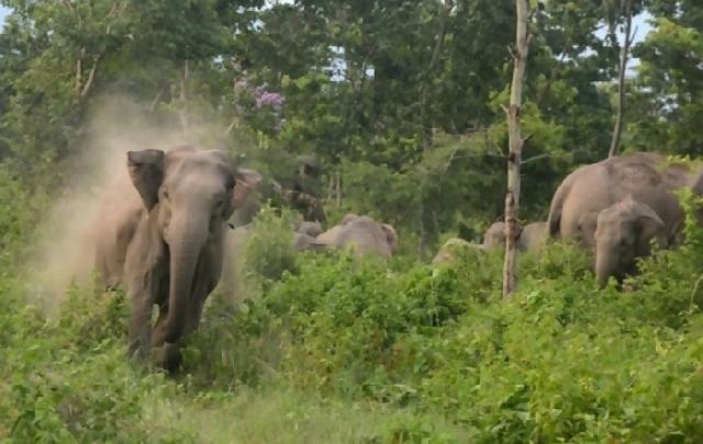 Ratusan Gajah Taman Nasional Serengeti Mengamuk, Satu Tewas