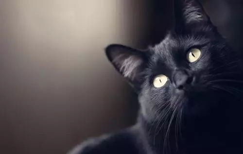 Mitos Kucing Hitam di Berbagai Negara, dari Nasib Sial hingga Reinkarnasi