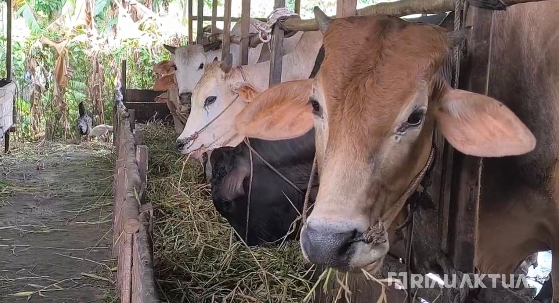 Dinas Peternakan Riau Imbau Warga Beli Hewan Kurban Bersertifikat SKKH Jelang Idul Adha