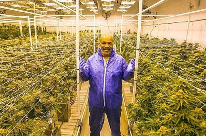 Wow! 11 Negara Bagian Legalkan Ganja, Tyson Kantongi Pendapatan Rp10 Miliar Per Bulan