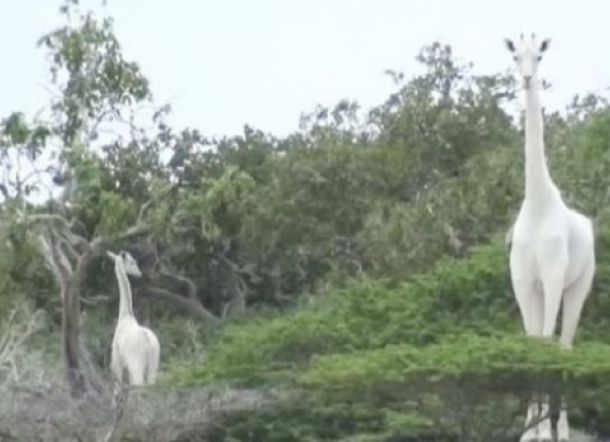 Dua Jerapah Putih Langka Mati Dibunuh, Motif Misterius