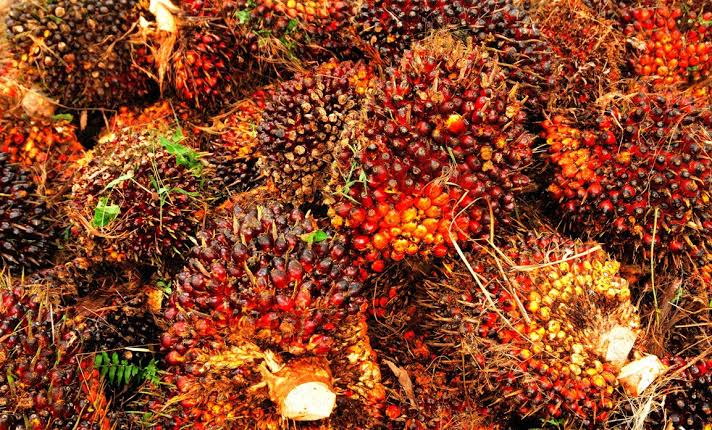 Harga TBS Sawit Capai Rp 3.621,84 per Kilogram