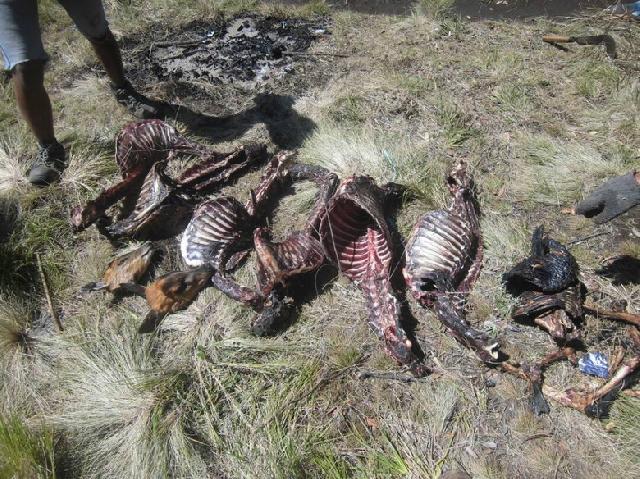 8 Bangkai Rusa Tanpa Daging Ditemukan di Gunung Lawu