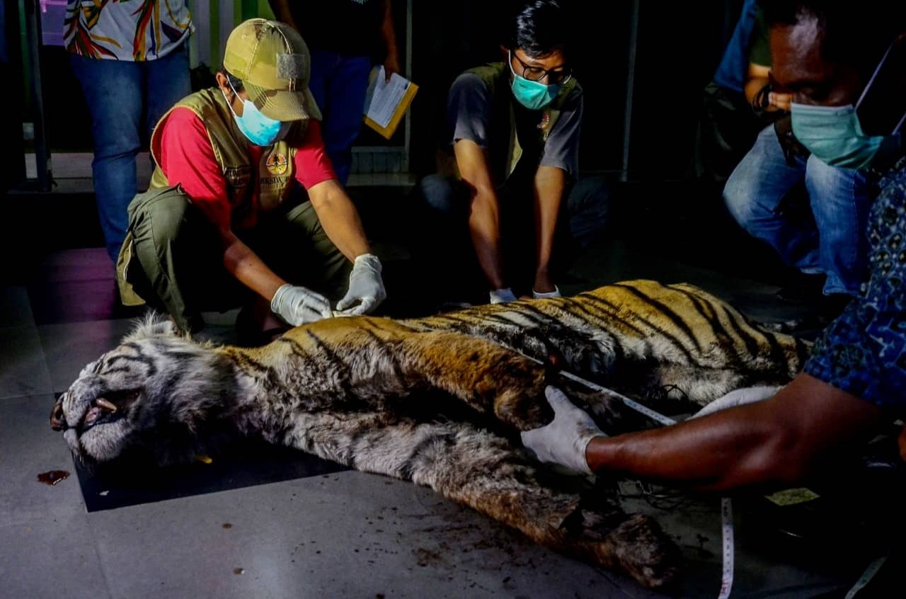 BBKSDA Riau Ungkap Penyebab Kematian Harimau Yang Ditemukan di Bengkalis
