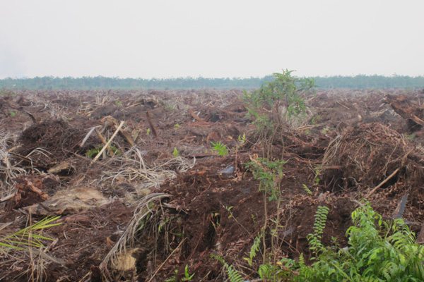 Aturan Restorasi Gambut, Dikeluhkan Pengusaha Sawit dan Hutan di Riau