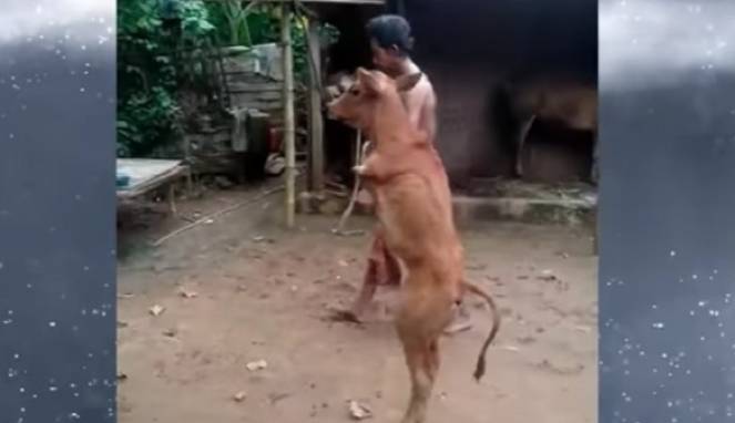 Tak Miliki Kaki Depan, Sapi Ini 'Berjalan' Layaknya Manusia