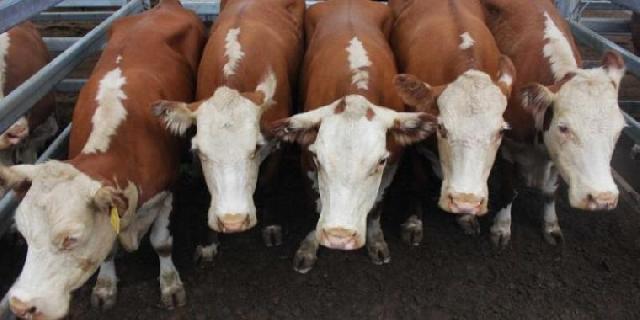 Aceh Tertarik Pelajari Program Integrasi Sapi dan Sawit di Pelalawan